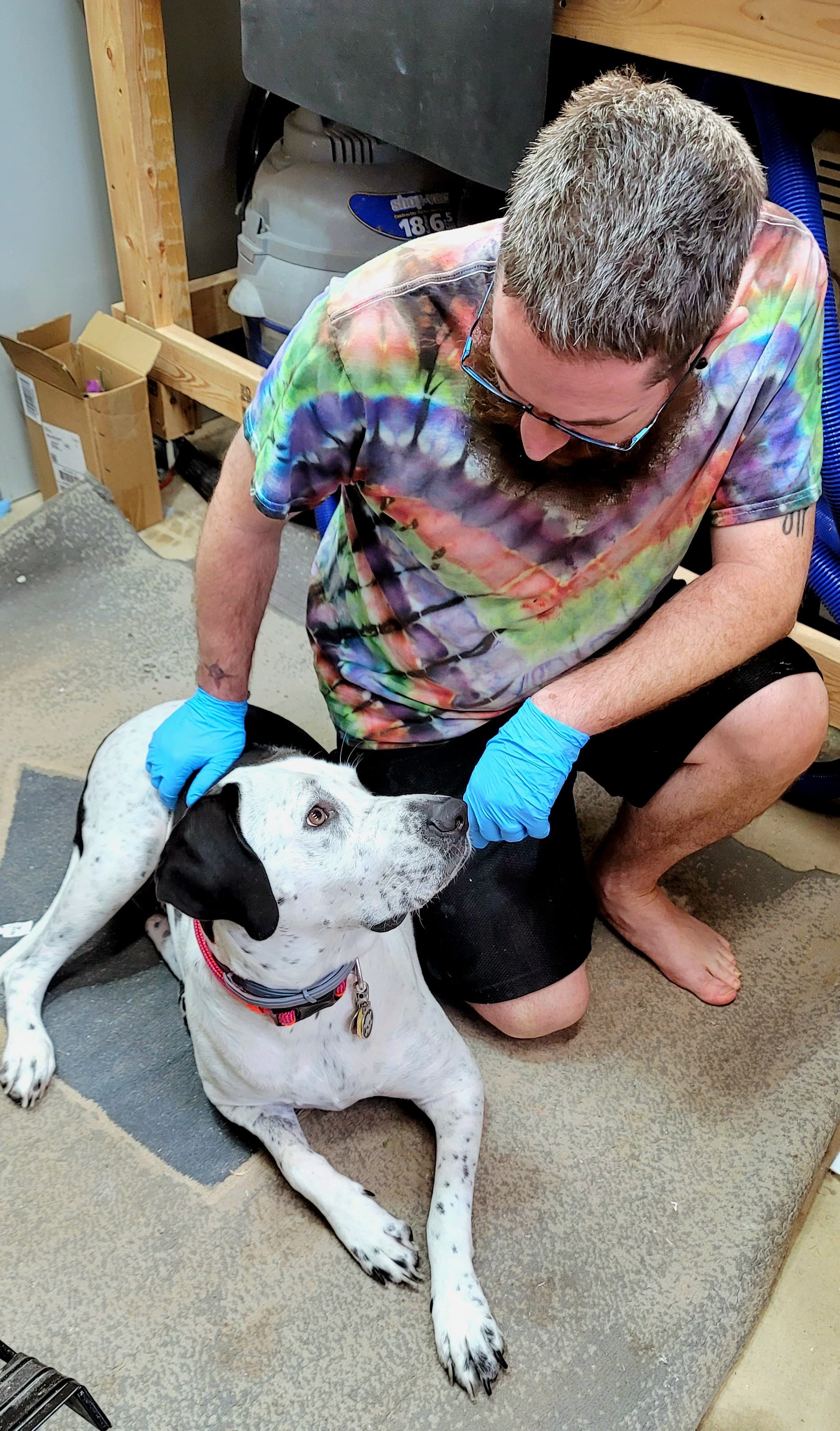 Darla - The GOODEST shop dog ever.